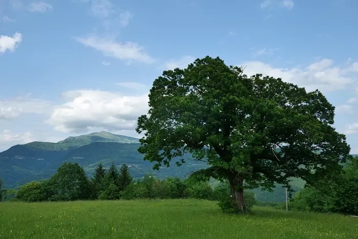 Kostanj